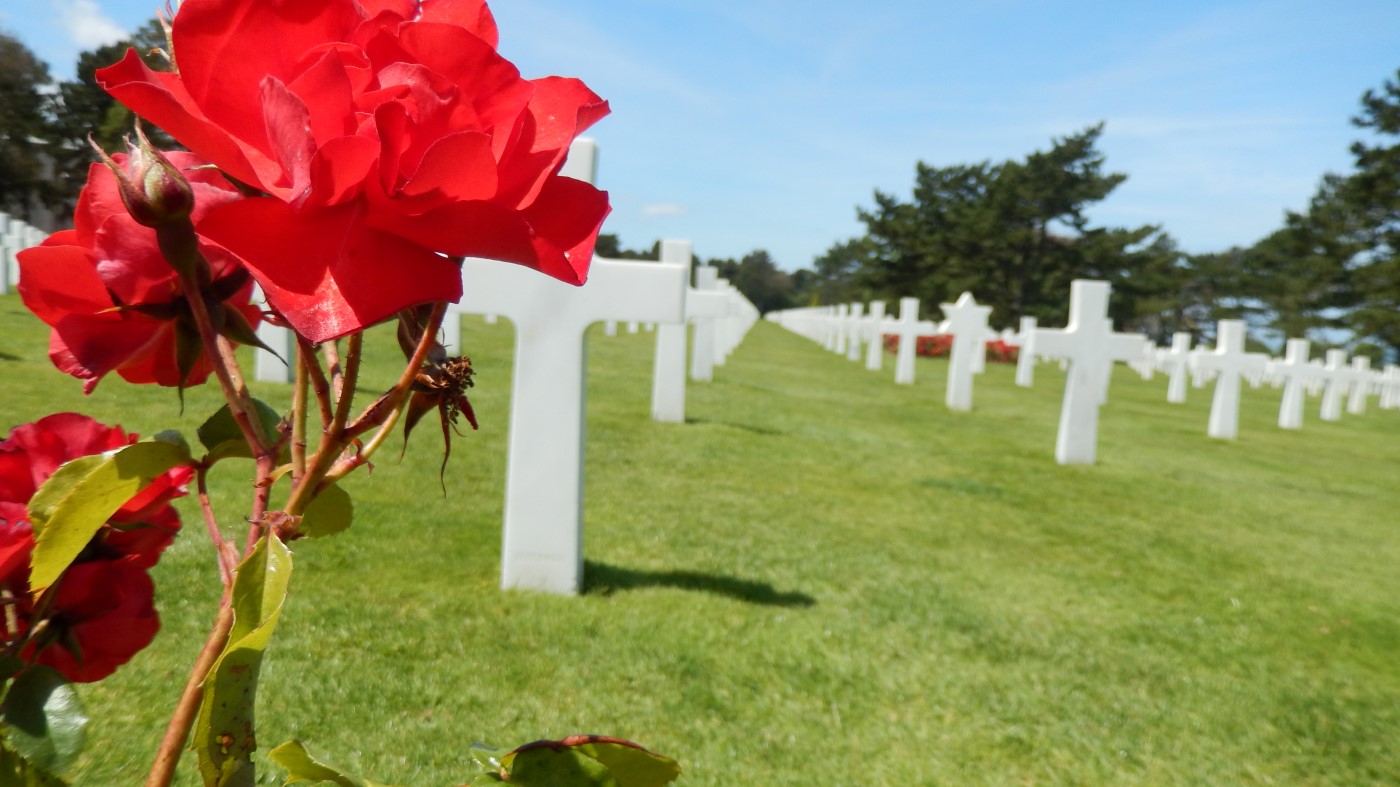 Image of Flower with Graves in Background